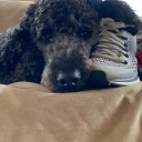 hypnomakerfriendbandit avatar