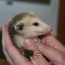 hypnosis-artz avatar