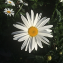 hypnotized-by-you avatar