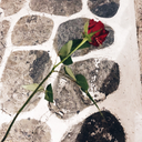 hypnotizedlove avatar