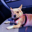 hypocriticalmartyr avatar