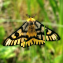 hypomanic-chaos avatar