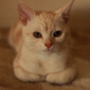 hypothetictaba avatar