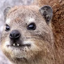 hyrax100 avatar
