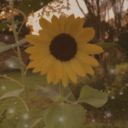 hyzensflowershop avatar