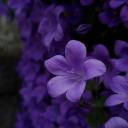 i--cannot--weave avatar