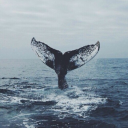 i-am-a-whalien avatar