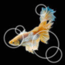 i-am-but-a-beta-fish avatar