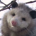 i-am-opossum avatar