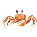 i-am-the-crab avatar