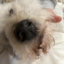 i-bork-at-you avatar