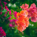 i-dont-know-how-to-write avatar