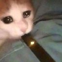 i-dream-of-memes avatar