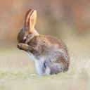 i-dunno-bunno avatar