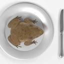 i-eat-frogs-for-dinner avatar