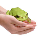 i-give-frogs-to-people avatar