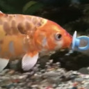 i-give-shrimp-to-people avatar