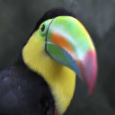 i-give-toucans-to-people avatar