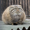 i-give-you-a-manul avatar