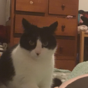 i-like-puppy-mg avatar