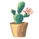 i-love-cactus avatar