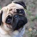 i-love-pugs avatar