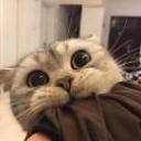 i-meow-at-you avatar