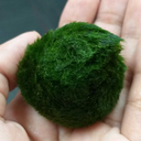 i-sexually-identify-as-a-cactus avatar