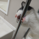 i-smell-assholes-for-a-living avatar