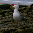 i-want-pirates-as-ancestors avatar