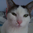 i-want-sprinkles avatar