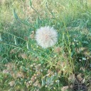 i-will-be-your-ace avatar