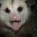 i-would-be-an-opossum avatar