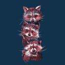 iam3raccoons avatar