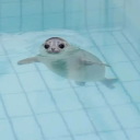 iamactuallysocute avatar