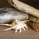 iamamethystdragon avatar