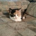 iambic-hiatus avatar