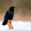 iamdrdominantsraven avatar