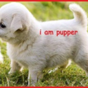 iampuppersmol-blog avatar