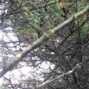 iamthegalaxychaser avatar