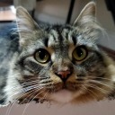 iandrogynoussublimebouquetposts avatar