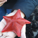 ibelonginthewater avatar