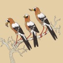 ic1101-tanazios avatar