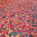 icanbuttermyownmuffin avatar