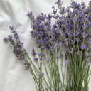 icantbelieveitsnotwormstm avatar