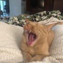 icantnamethings avatar