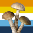 icarus-ornithoptery avatar