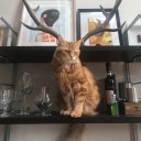 icarushasdied avatar