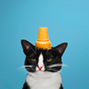 icaruswritings avatar