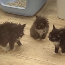 ice-ball-again avatar